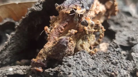 The termites Vídeo Stock 256652159