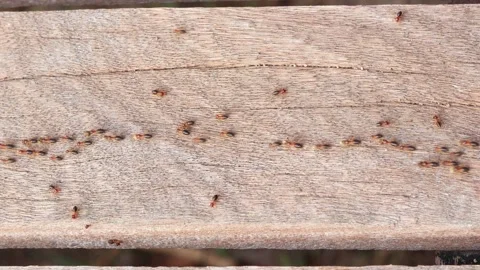 Termites Stock Footage 262299381