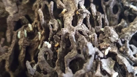 The termites Stock-Footage 274383717