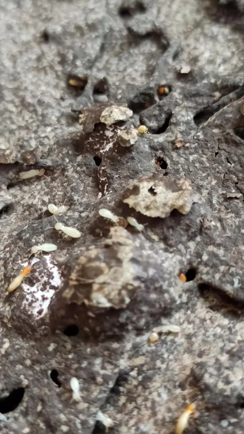 The termites Stock Footage 292798487