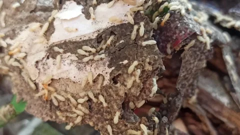 The termites Stock Footage 292798772