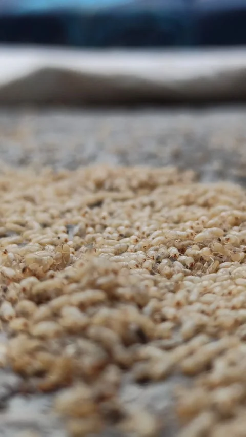 The termites Stock Footage 292799387