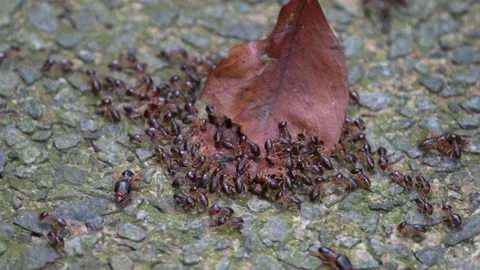 Termites Stock Footage 300760717