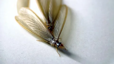 Termites Stock Footage 330360807