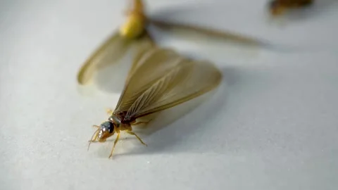 Termites Stock Footage 330360815