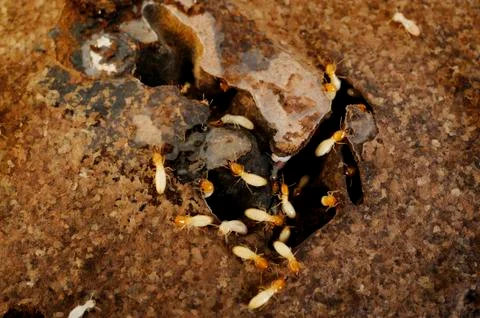 Termites in the frame Stock Photos