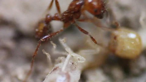 Termites Getting Dragged Off by Red Ants Stock Footage 48710050