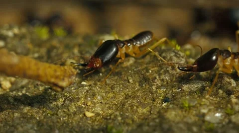 Termites guards attacked a small stick Stock Footage 44449950