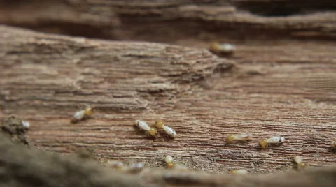 Termites that have Infested Wood Stock Footage 48640820