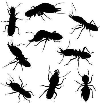 Termites, insect, various poses Stock Illustration