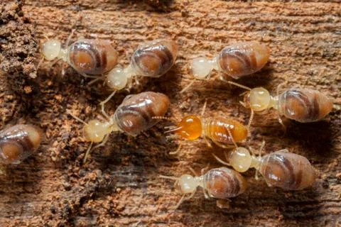 Termites insects in colony over wood Stock Photos