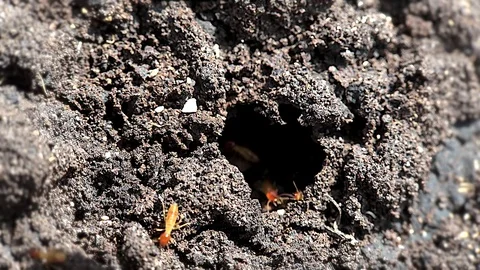 Termites inside a termitary. Macro shooting. Stock Footage 70936683