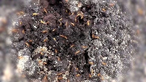 Termites inside a termitary. Macro shooting. Stock Footage 70936703