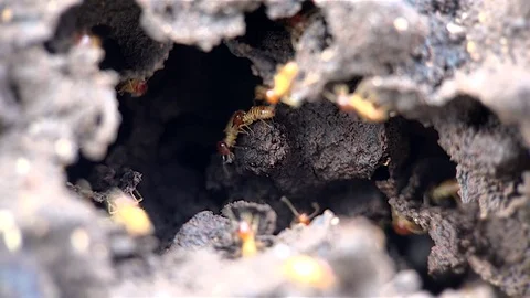 Termites inside a termitary. Macro shooting. Stock Footage 70936734