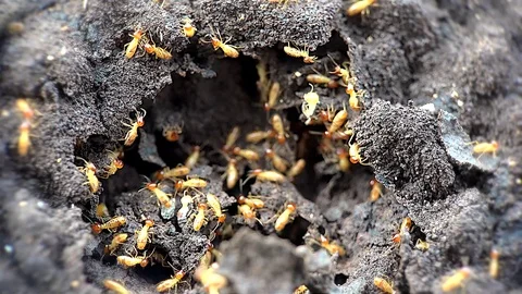 Termites inside a termitary. Macro shooting. Stock Footage 70936762