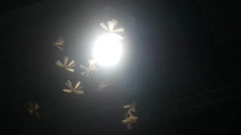 Termites (Isoptera) that seek light at night Stock Footage 323163596