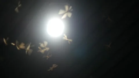 Termites (Isoptera) that seek light at night Stock Footage 323163666