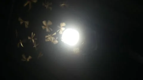 Termites (Isoptera) that seek light at night Stock Footage 323163668