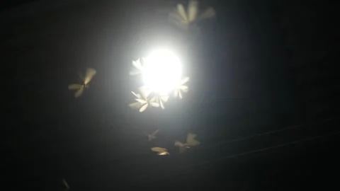 Termites (Isoptera) that seek light at night Stock Footage 323163705