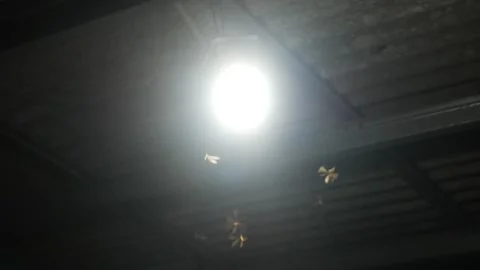 Termites (Isoptera) that seek light at night Stock Footage 323163731