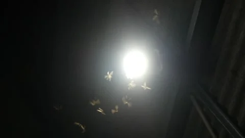 Termites (Isoptera) that seek light at night Stock Footage 323163735
