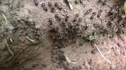 Termites, Laos 스톡 동영상 64856268