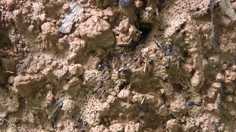 Termites, Laos 스톡 동영상 64856325