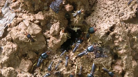 Termites, Laos Stockbeeldmateriaal 64856327