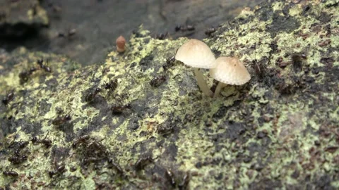 Termites, Malaysia Stock Footage 140835392