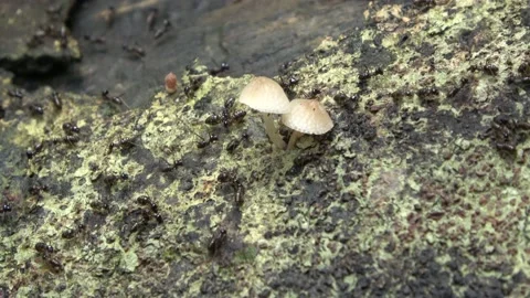 Termites, Malaysia Stock Footage 140835414