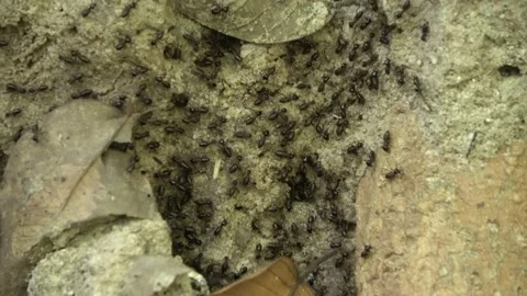 Termites, Malaysia Stock Footage 159634747