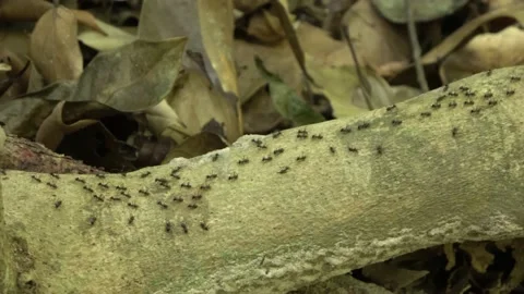 Termites, Malaysia Stock Footage 159634771