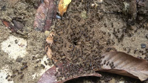 Termites, Malaysia Video stock 224401007