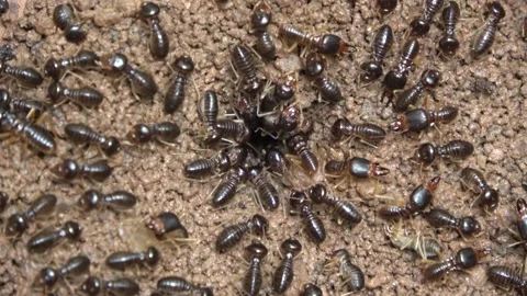 Termites, Malaysia Video stock 224401393