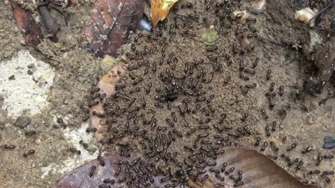 Termites, Malaysia Video stock 224401420