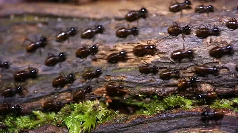 Termites march along the forest floor in the jungles of Borneo. Video stock 32550810