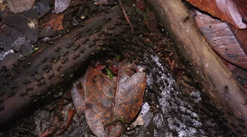 Termites march along the forest floor in the jungles of Borneo. Stock Footage 32550860