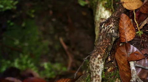 Termites march along the forest floor in the jungles of Borneo. Stock Footage 32550863