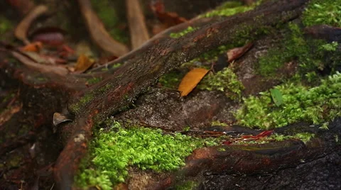 Termites march along the forest floor in the jungles of Borneo. Stock Footage 32550890