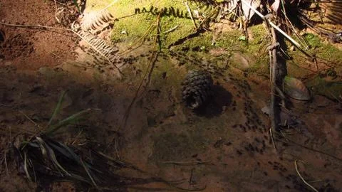 Termites Migrating on the Forest Floor Stock Photos