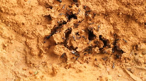 Termites in a mound Stock Footage 50630356