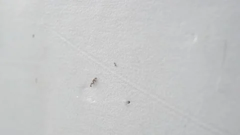 Termites moved in systematic line or queue on the wall migrating to new Stock Footage 145801300