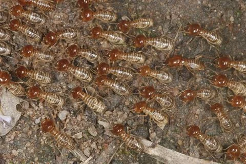 Termites moving in a column. A group of worker termites marching from one p.. Stock-Fotos