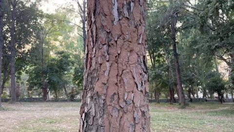Termites mud tubes on pine tree. Infected pine tree with termite mud colony. Stock Footage 296883379