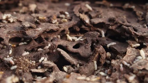 Termites in the nest Stock Footage 80855636