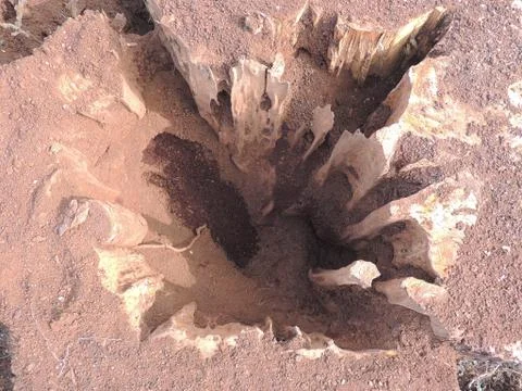 Termite's Nest Foto stock