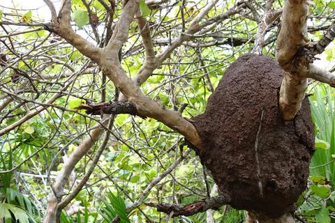 Termites Nest Stock Photos