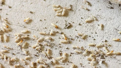 Termites Nesting eat paper Stock Footage 47478394