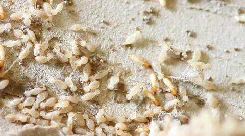 Termites Nesting eat paper Stock Footage 47479682