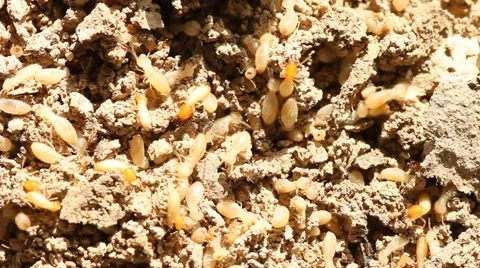 Termites Nesting eat paper Stock Footage 47483046
